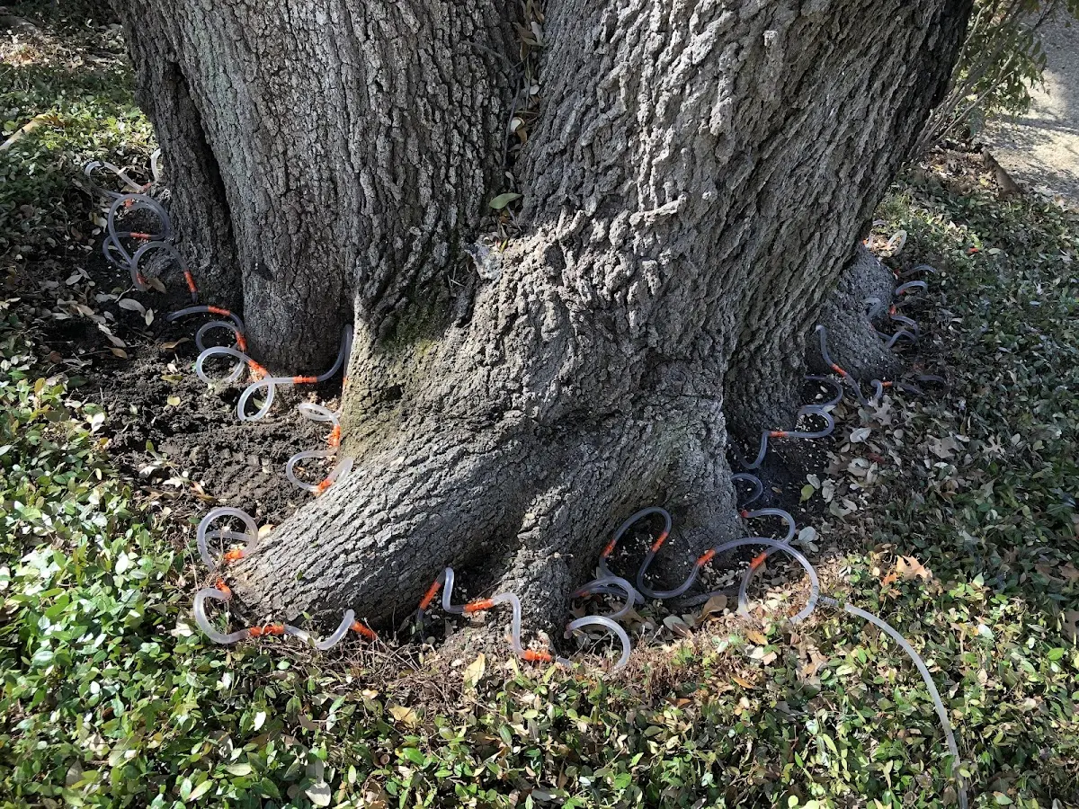 Detailed Tree Cabling and Bracing job site in Grassflat
