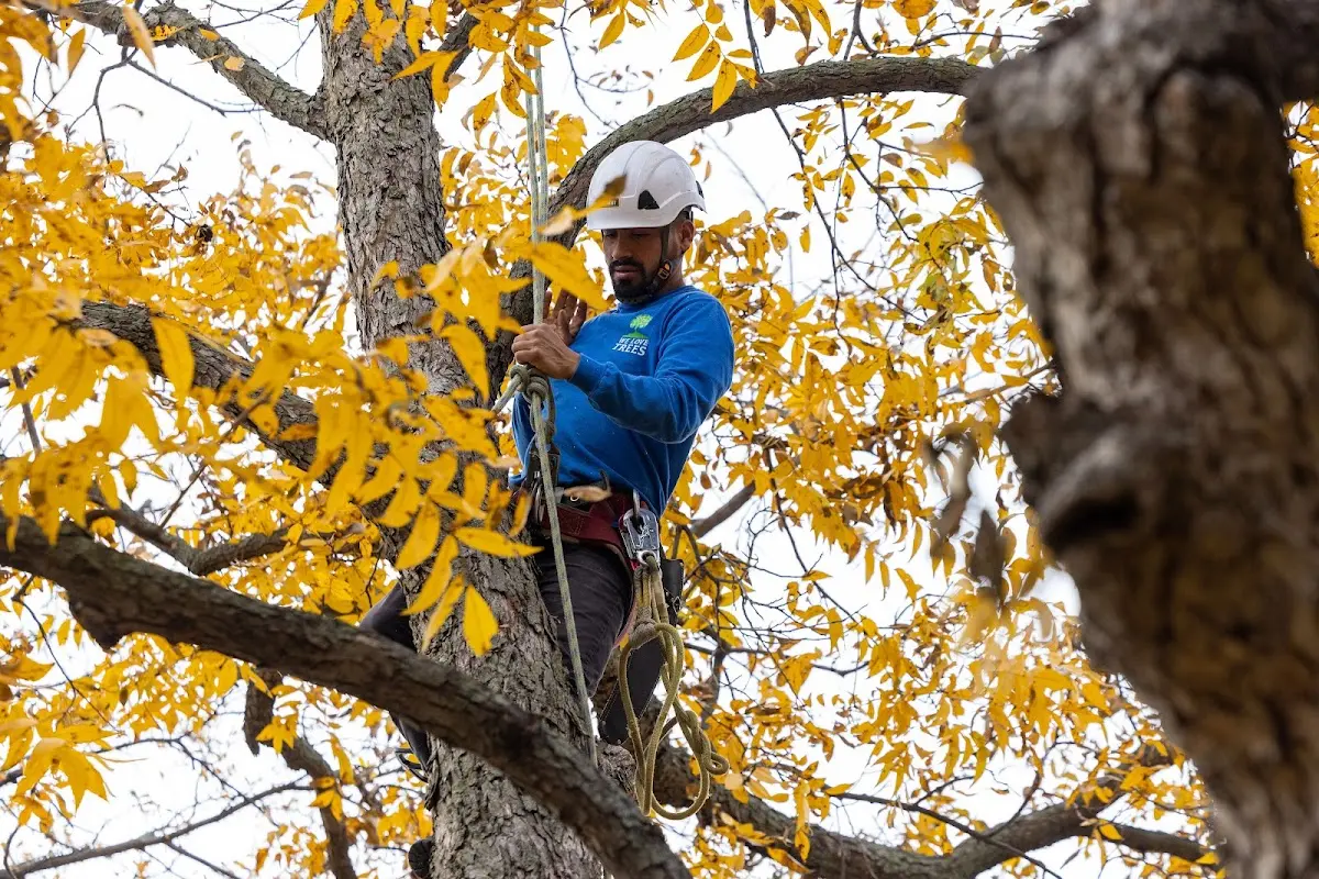 Skilled Dead Tree Removal crew working in Grassflat