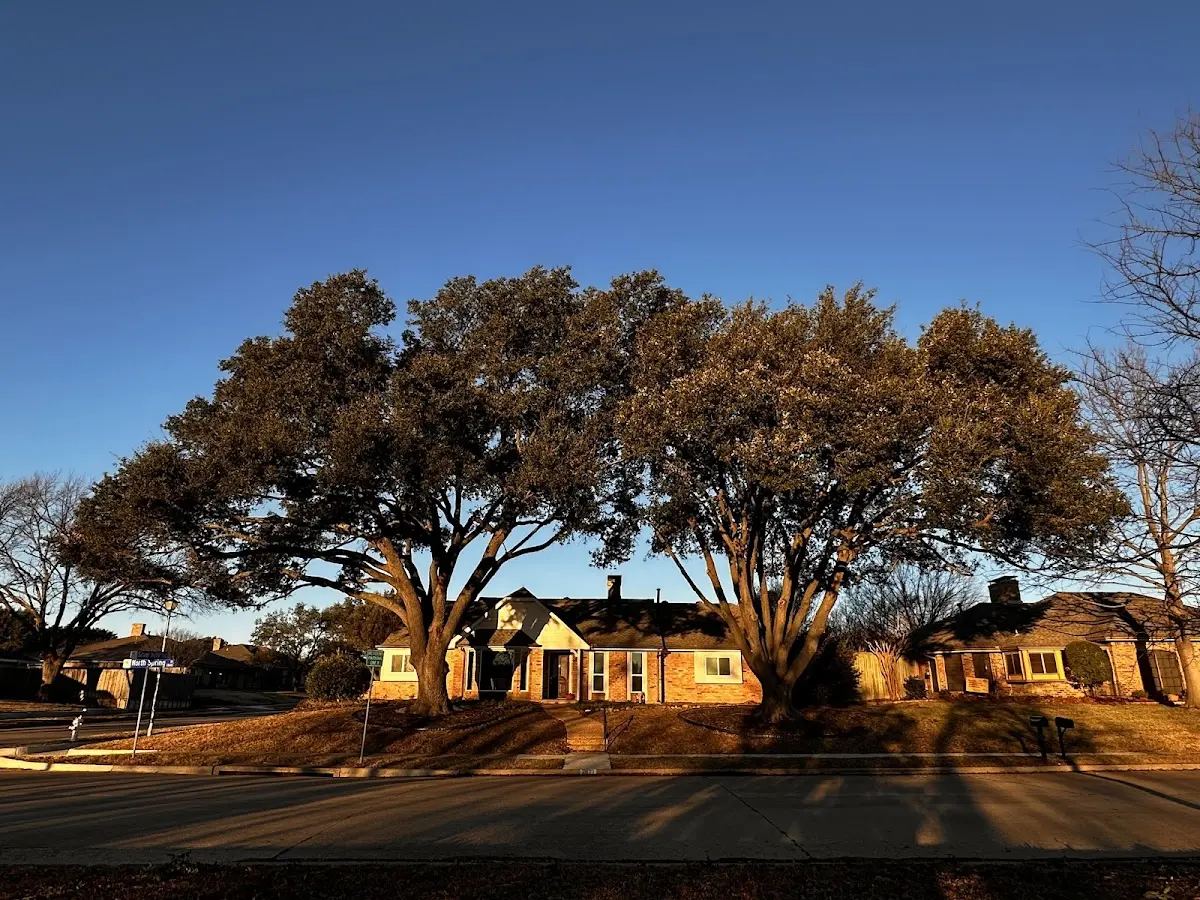 Established residential canopy tree shading a home in Grassflat